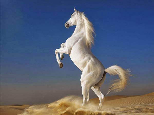 Mơ thấy thấy Ngựa là điềm báo gì