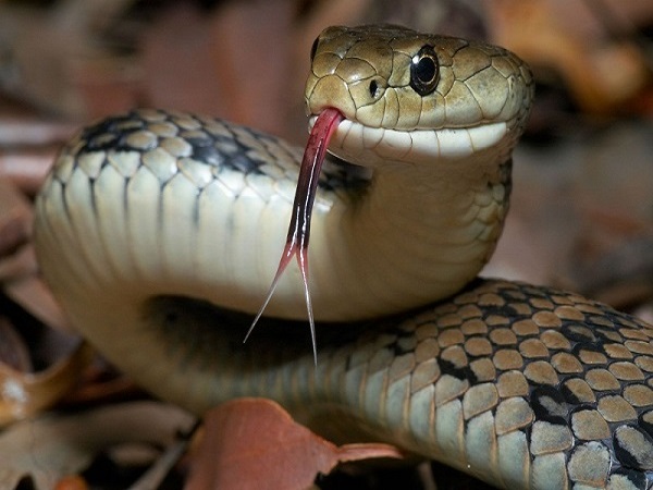 Nằm mơ thấy rắn đánh con gì? số mấy dễ trúng?