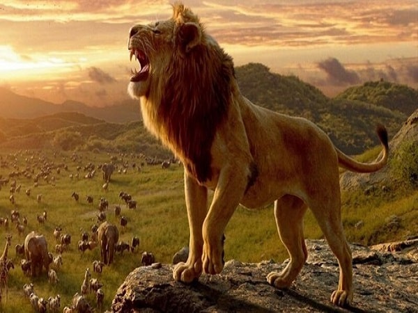 Nằm mơ thấy sư tử đánh con gì?