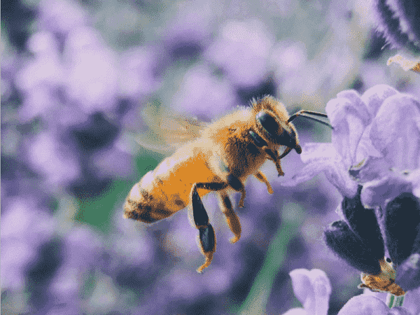 Nằm mơ thấy ong đánh con gì?