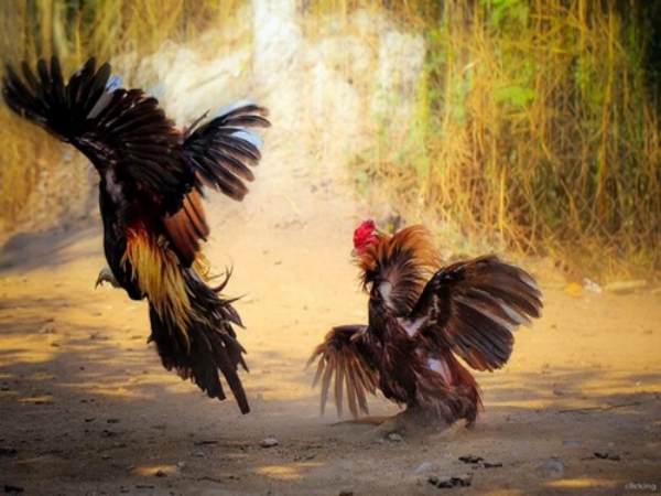 Philippin nơi chọi gà phổ biến tại Châu Á