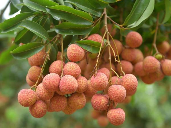Mơ thấy quả vải đánh con gì giúp bạn thắng lớn khi chơi xổ số