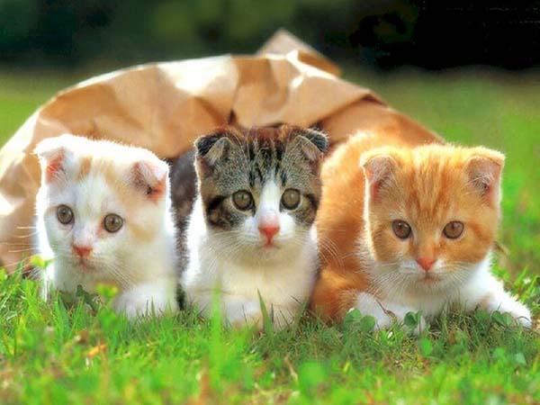 Mơ thấy 3 con mèo có ý nghĩa điềm báo gì
