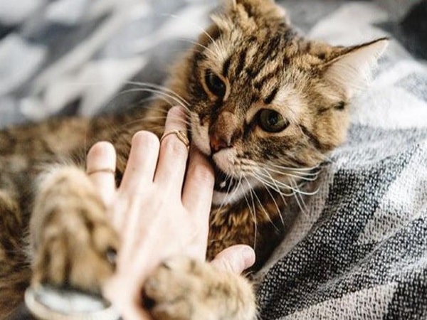 Nằm mơ thấy mèo cắn đánh con gì may mắn có điềm báo gì