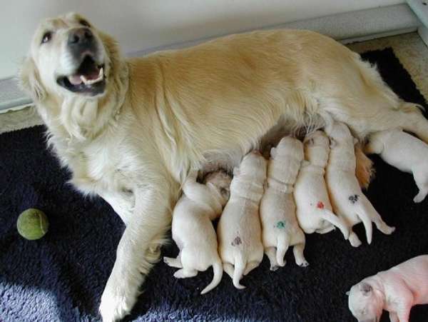 Giải mã giấc mơ thấy chó đẻ: Tài lộc hay xui xẻo?