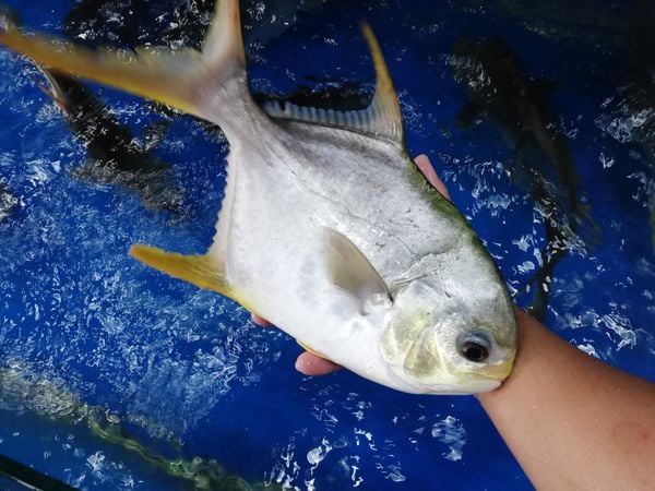 Nằm mơ thấy cá chim có con số gì may mắn