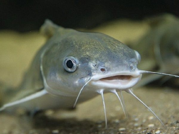 Mơ thấy cá trê là điềm gì