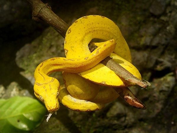 Mơ thấy rắn vàng là điềm gì