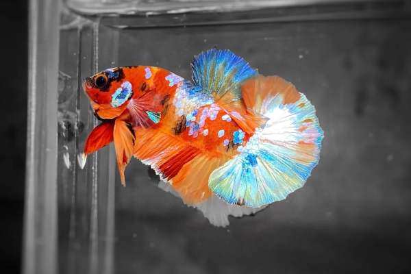 Mơ thấy mình mua cá cảnh