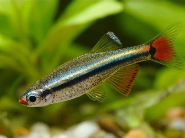 Nằm mơ thấy cá nhỏ là điềm lành hay dữ, số gì may mắn?