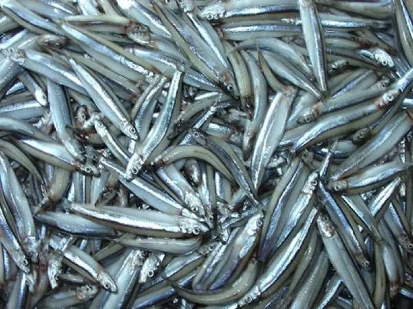 Chiêm bao đàn cá nhỏ