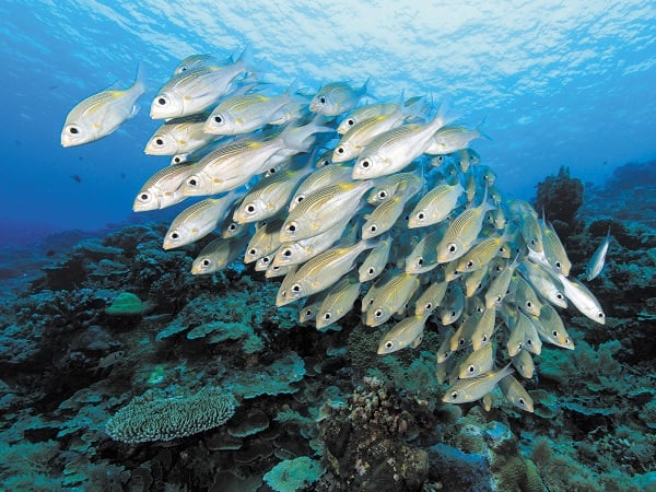 Khám phá ý nghĩa nằm mơ thấy đàn cá là điềm gì, số gì?