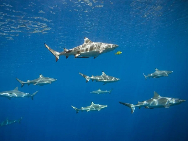 Giải mã nằm mơ thấy đàn cá đánh con gì, số mấy may mắn?